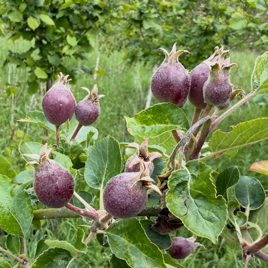Crab Apple